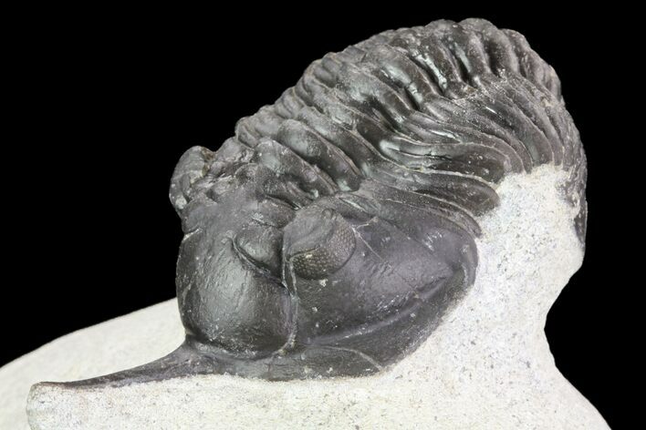 Morocconites Trilobite - Ofaten, Morocco #75772